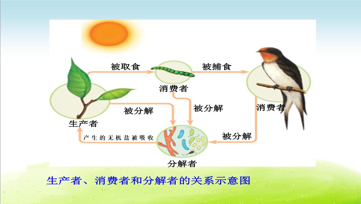 初中生物七上《2.2第二节-生物与环境组成生态系统》优质课件(两套)PPT模板_33