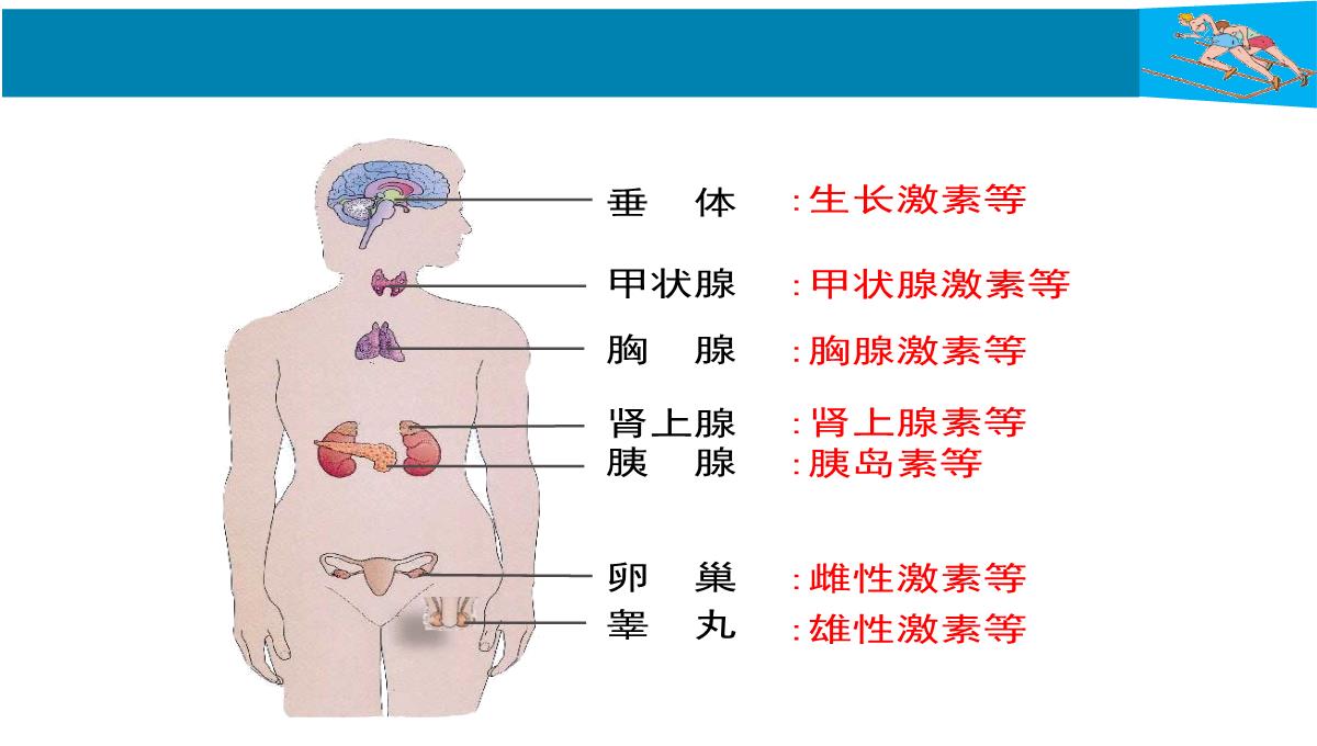 人教版七下生物第六章-人体生命活动的调节第4节《激素调节》讲授课件PPT模板_06