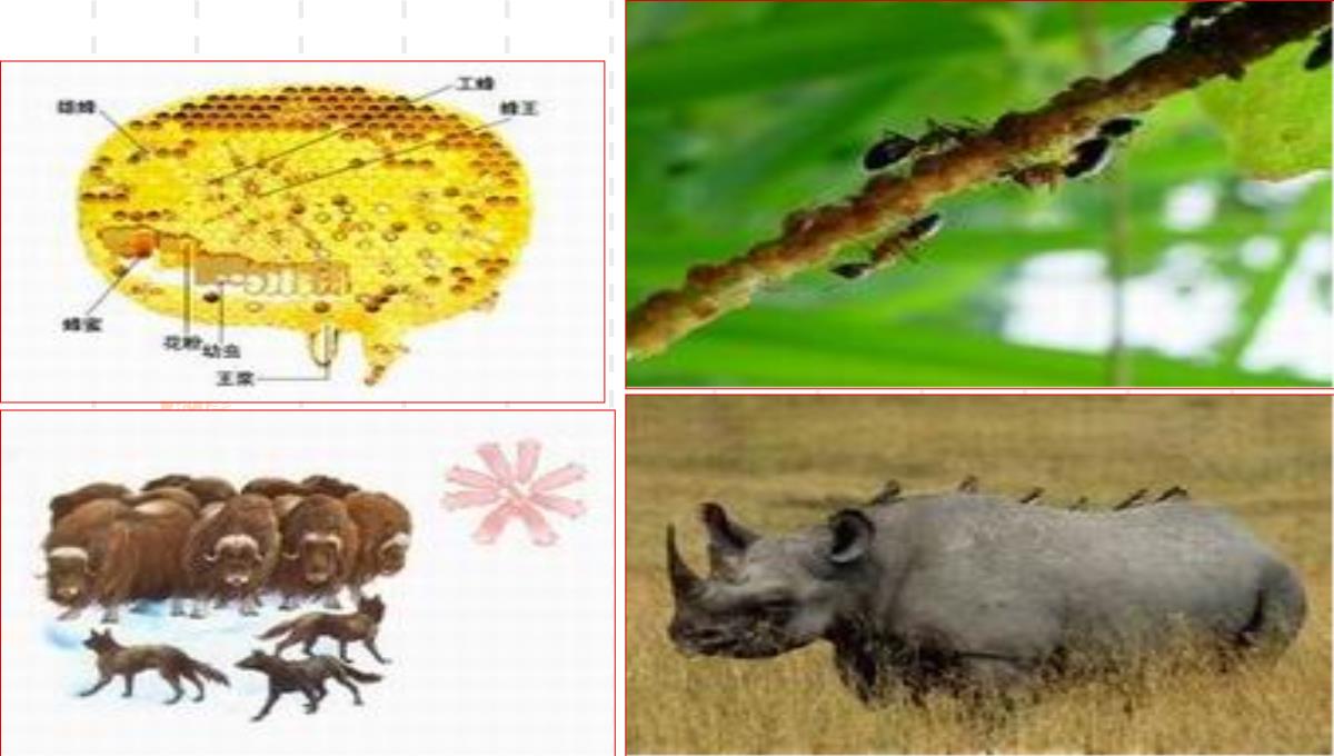 人教版七上第二章第一节生物与环境的关系(共21张PPT)PPT模板_12