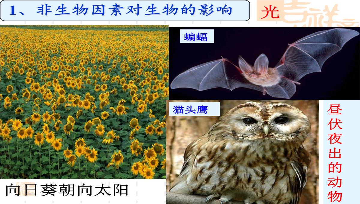 人教版七上第二章第一节生物与环境的关系(共21张PPT)PPT模板_06