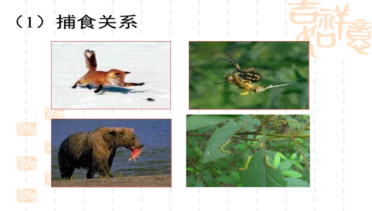 人教版七上第二章第一节生物与环境的关系(共21张PPT)PPT模板_10