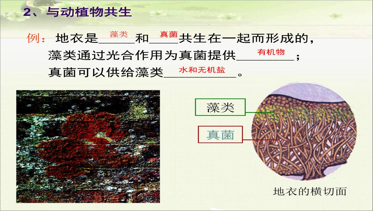 初中生物八下《4.4第四节-细菌和真菌在自然界中的作用》课件(三套)PPT模板_31