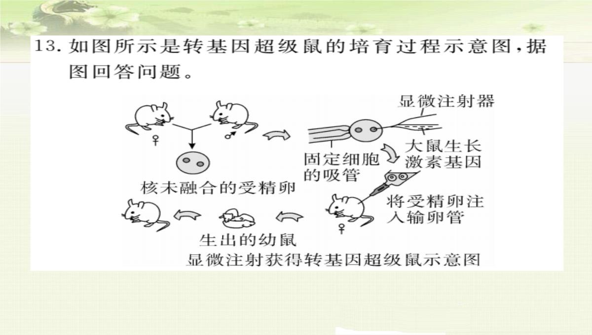 初中生物八年级下册《2.1第一节-基因控制生物的性状》优质课件(两套)PPT模板_64