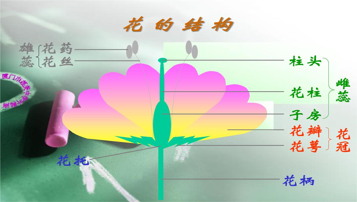 人教版七上第三单元第二章第三节开花和结果(共28张PPT)(002)PPT模板_13