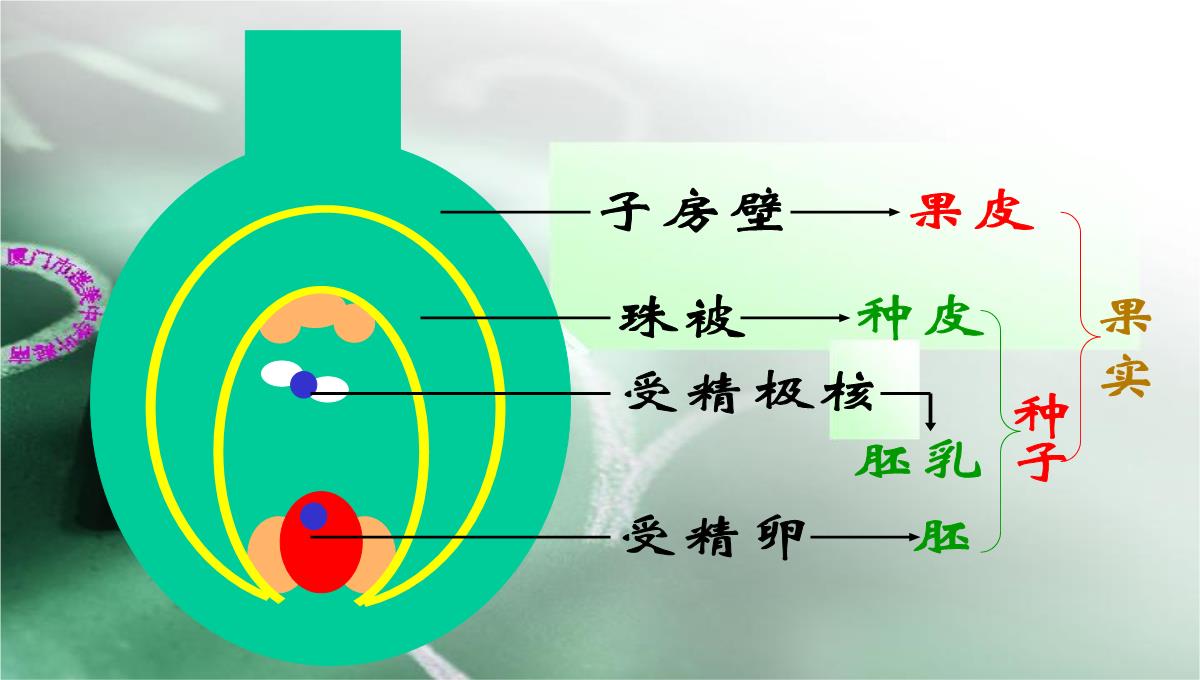 人教版七上第三单元第二章第三节开花和结果(共28张PPT)(002)PPT模板_26