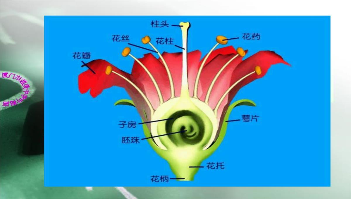 人教版七上第三单元第二章第三节开花和结果(共28张PPT)(002)PPT模板_15