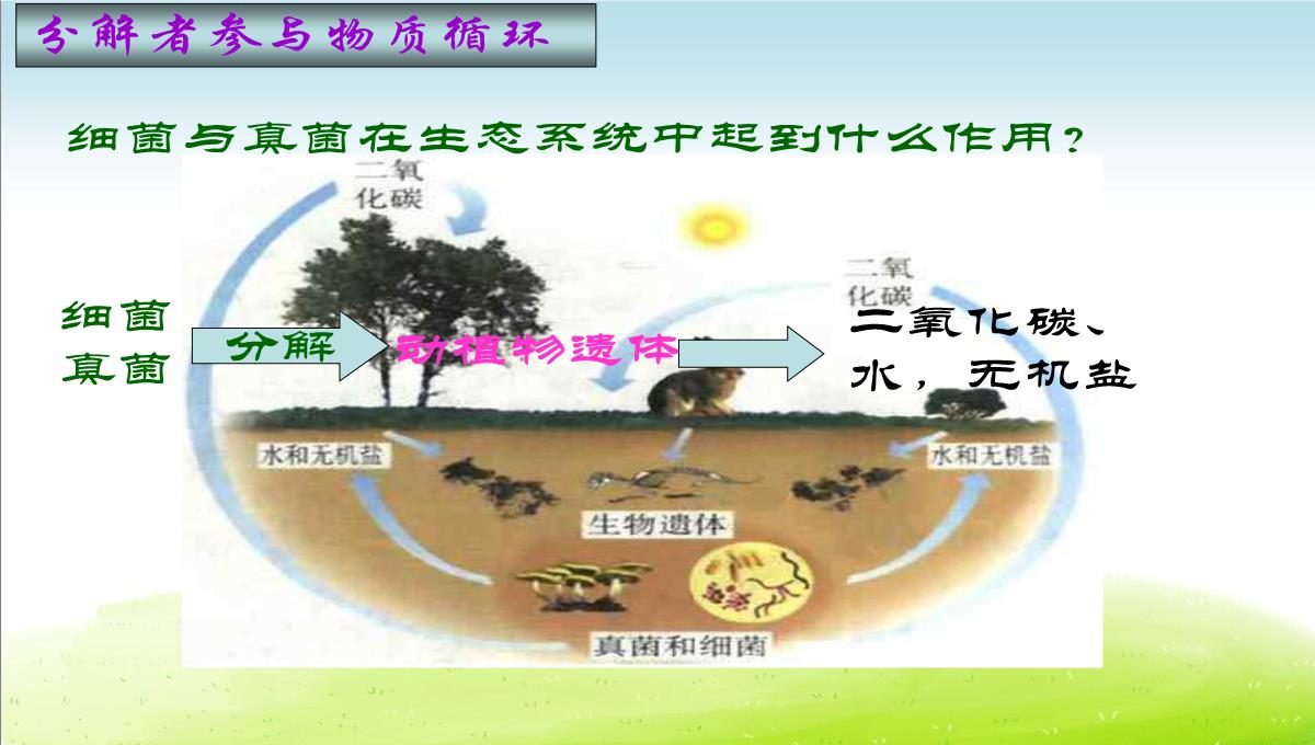 初中生物八下《4.4第四节-细菌和真菌在自然界中的作用》课件(三套)PPT模板_49