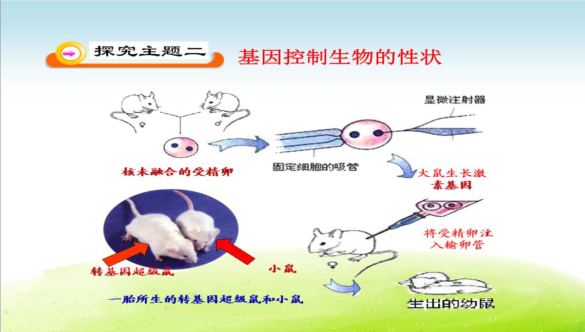 初中生物八年级下册《2.1第一节-基因控制生物的性状》优质课件(两套)PPT模板_37