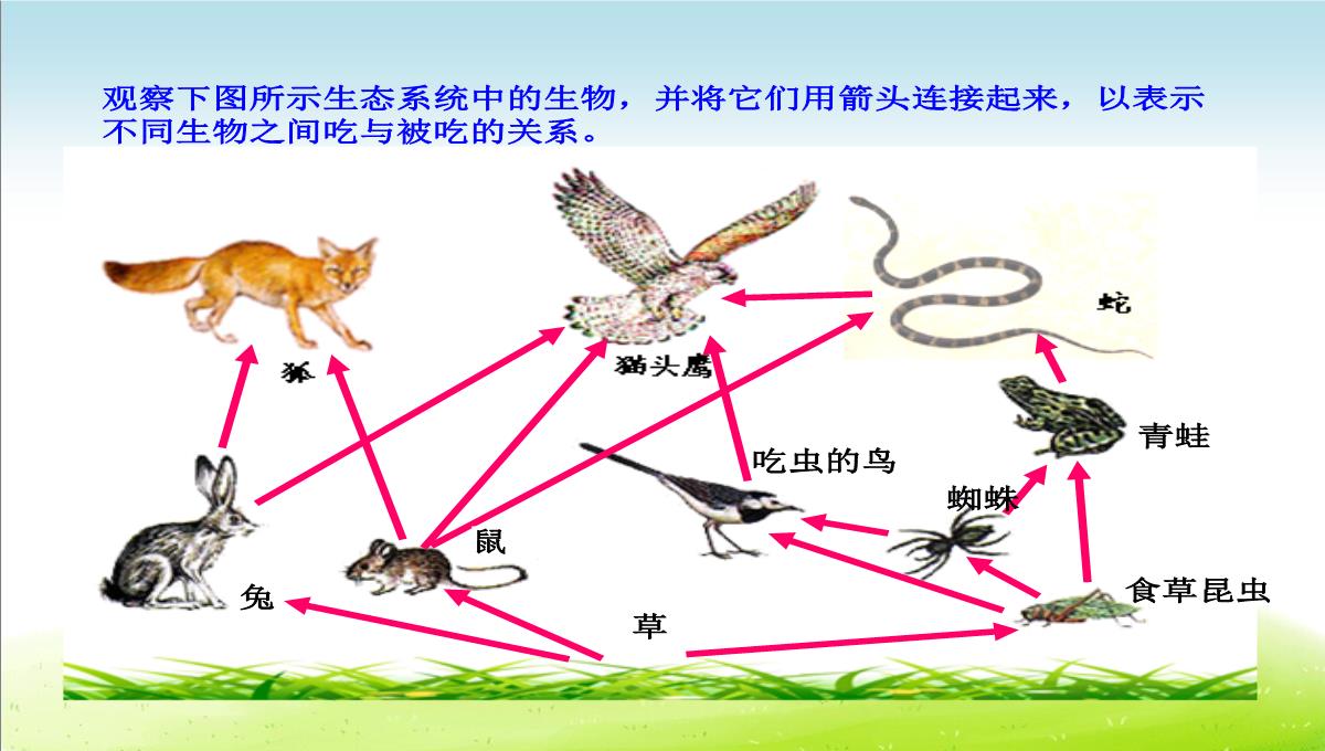 初中生物七上《2.2第二节-生物与环境组成生态系统》优质课件(两套)PPT模板_37