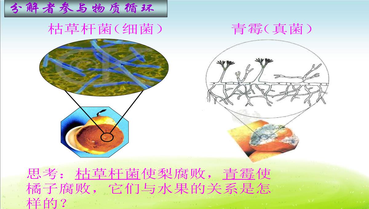 初中生物八下《4.4第四节-细菌和真菌在自然界中的作用》课件(三套)PPT模板_48