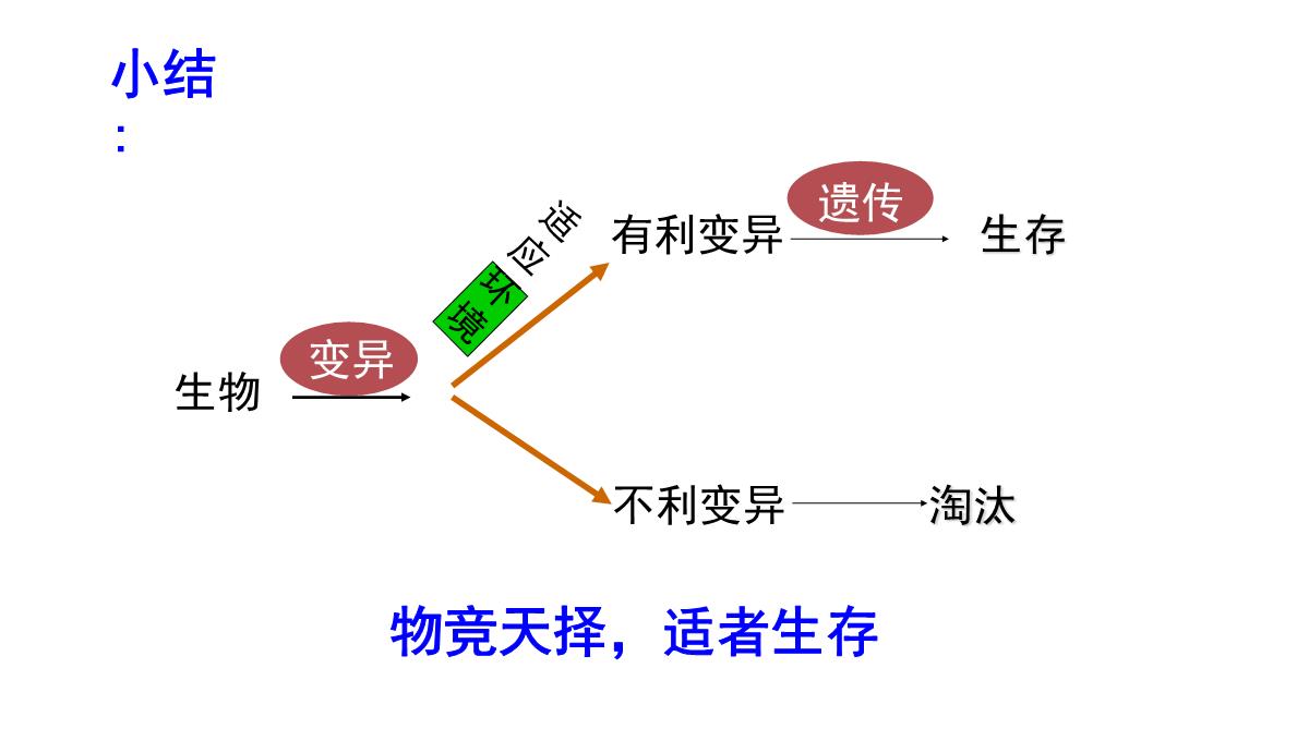 人教版生物八年级下册第三章--生命起源和生物进化第三节-生物进化的原因PPT模板_08
