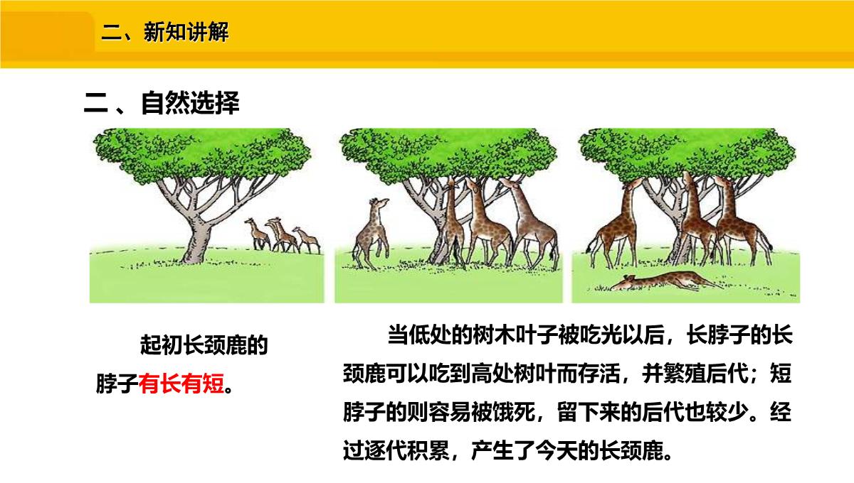 八年级生物下册人教版生物进化的原因PPT模板_18