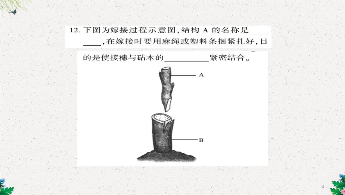 八年级生物上册第六单元第19章第3节植物的生殖方式习题课件新版北师大版PPT模板_08