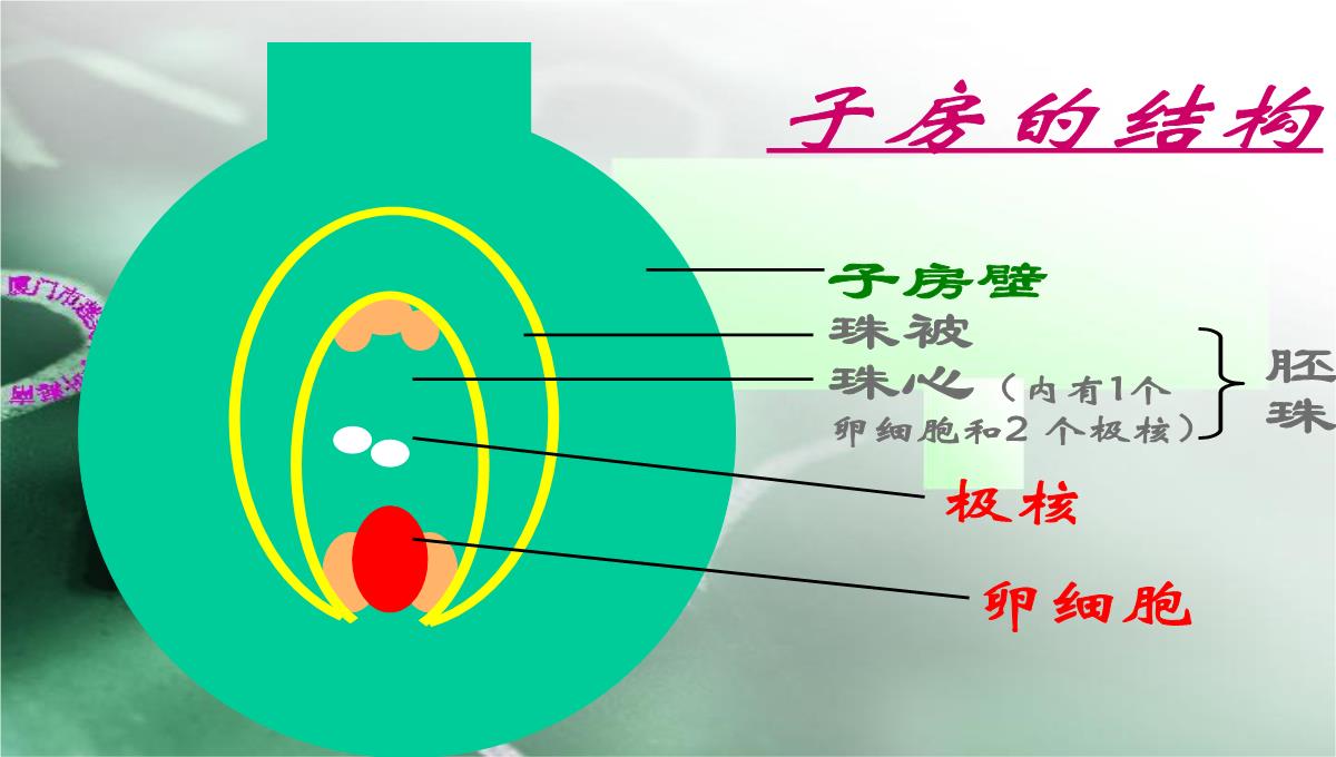 人教版七上第三单元第二章第三节开花和结果(共28张PPT)(002)PPT模板_23