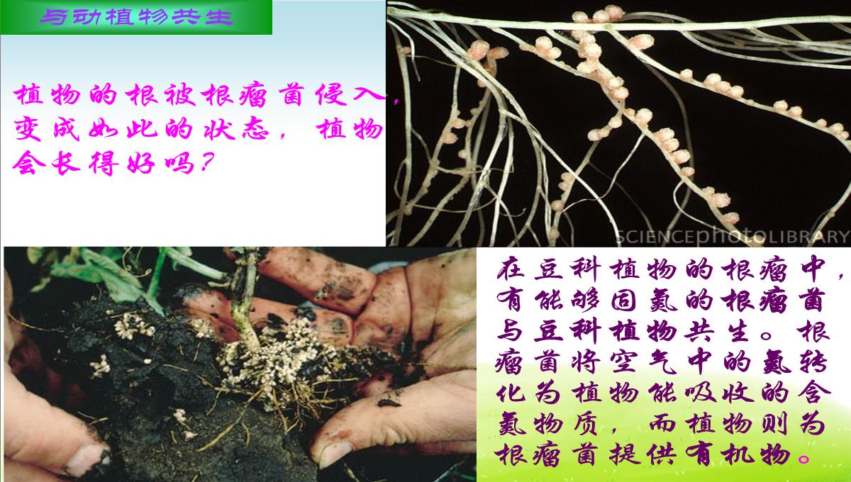 初中生物八下《4.4第四节-细菌和真菌在自然界中的作用》课件(三套)PPT模板_62