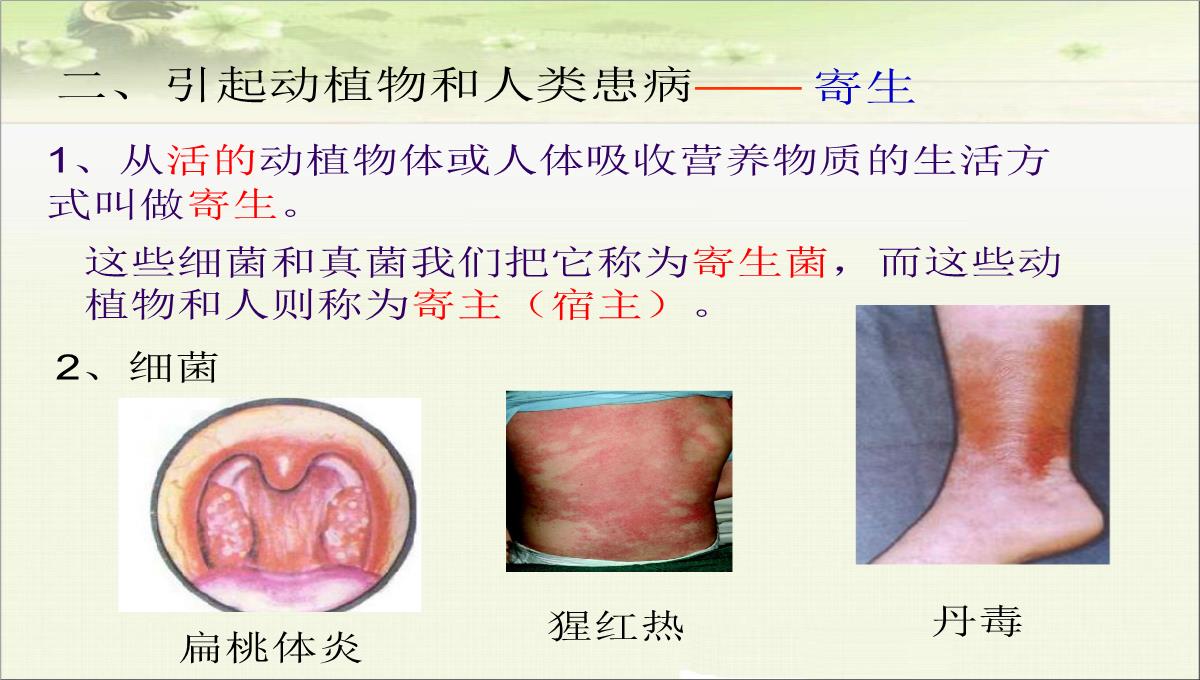 初中生物八下《4.4第四节-细菌和真菌在自然界中的作用》课件(三套)PPT模板_28