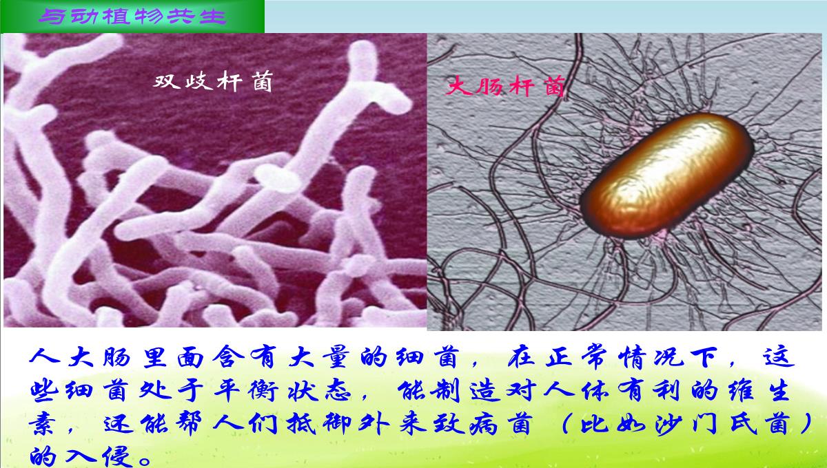 初中生物八下《4.4第四节-细菌和真菌在自然界中的作用》课件(三套)PPT模板_61