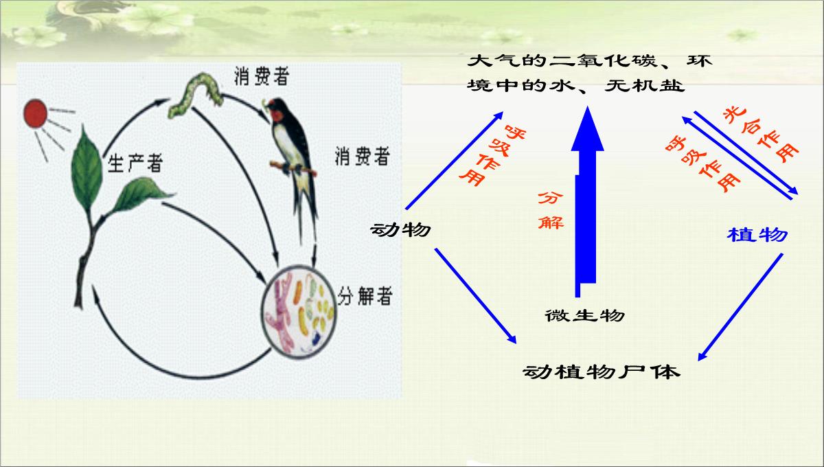 初中生物八下《4.4第四节-细菌和真菌在自然界中的作用》课件(三套)PPT模板_27