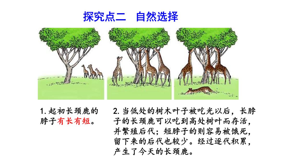 人教版生物八年级下册第三章--生命起源和生物进化第三节-生物进化的原因PPT模板_29