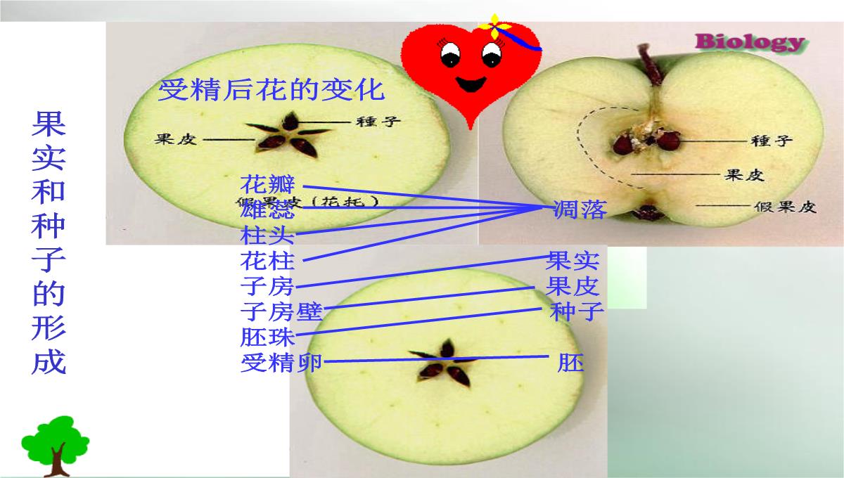 人教版七上第三单元第二章第三节开花和结果(共28张PPT)(002)PPT模板_24