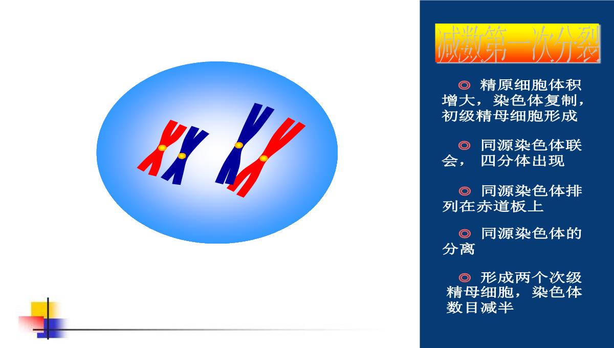 减数分裂和受精作用PPT模板_85