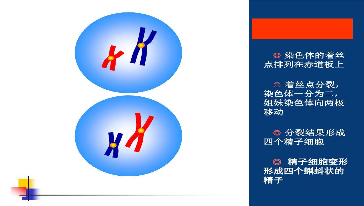 减数分裂和受精作用PPT模板_113