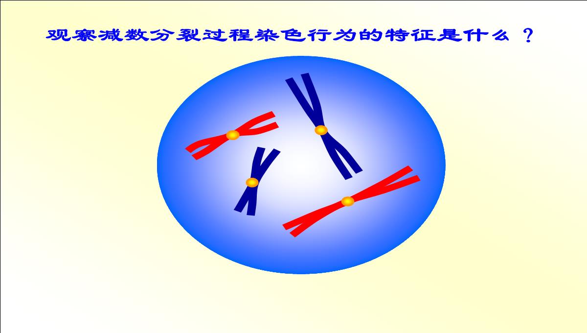 减数分裂和受精作用PPT模板_14