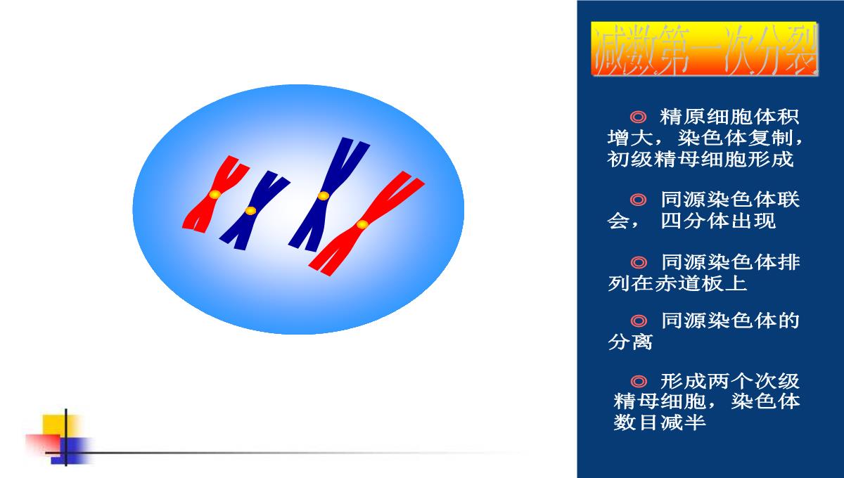 减数分裂和受精作用PPT模板_83