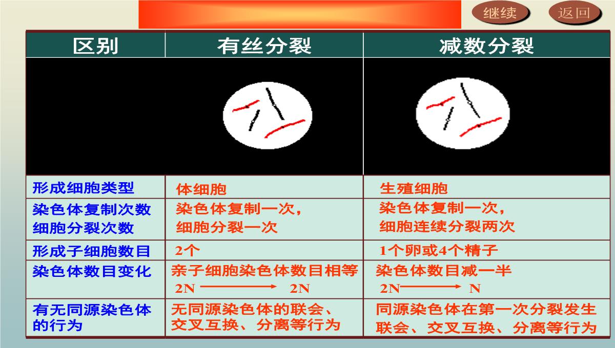 减数分裂和受精作用PPT模板_149