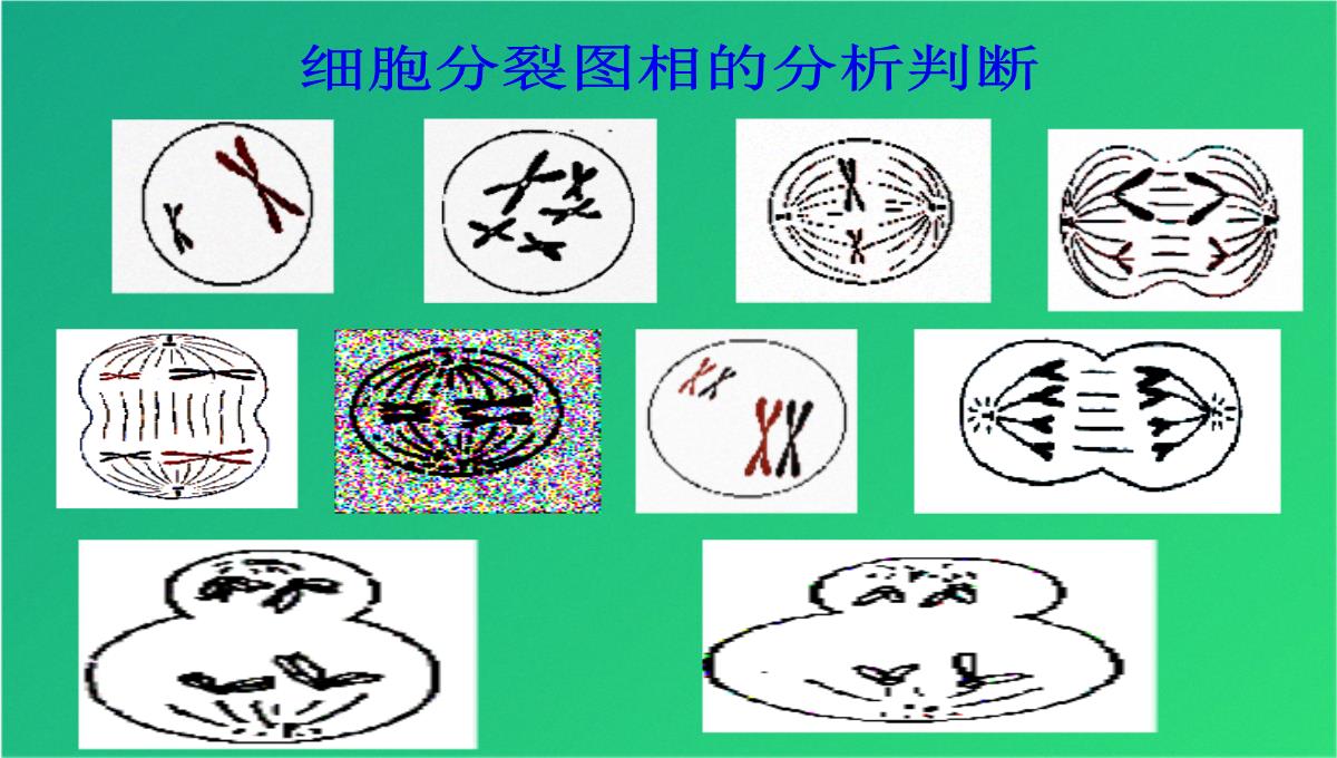 高减数分裂和受精作用(共69张PPT)PPT模板_57