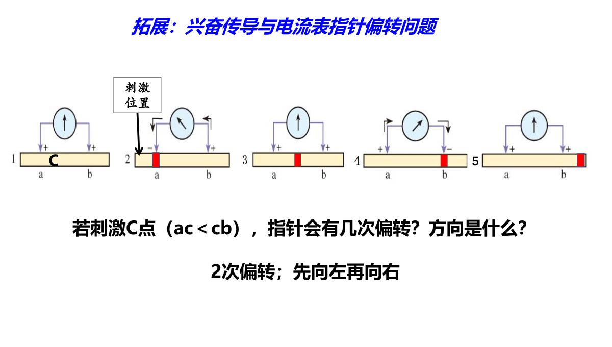 神经冲动的产生和传导课件2021-2022学年高二上学期生物人教版选择性必修一PPT模板_20