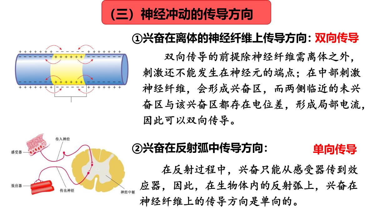 神经冲动的产生和传导课件2021-2022学年高二上学期生物人教版选择性必修一PPT模板_17