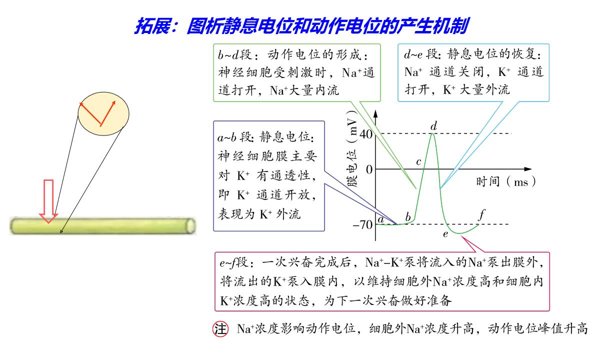 神经冲动的产生和传导课件2021-2022学年高二上学期生物人教版选择性必修一PPT模板_19