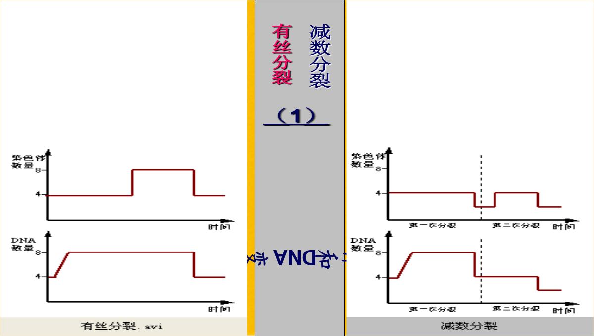 减数分裂和受精作用优质课件(共56张PPT)PPT模板_46