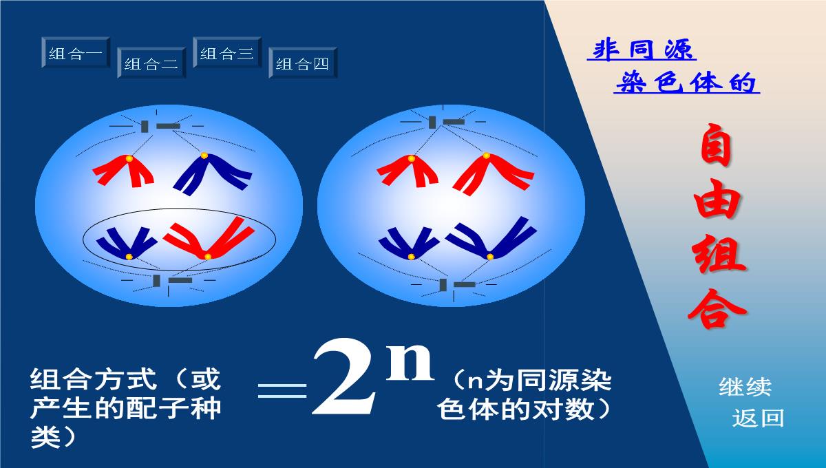 减数分裂和受精作用PPT模板_166