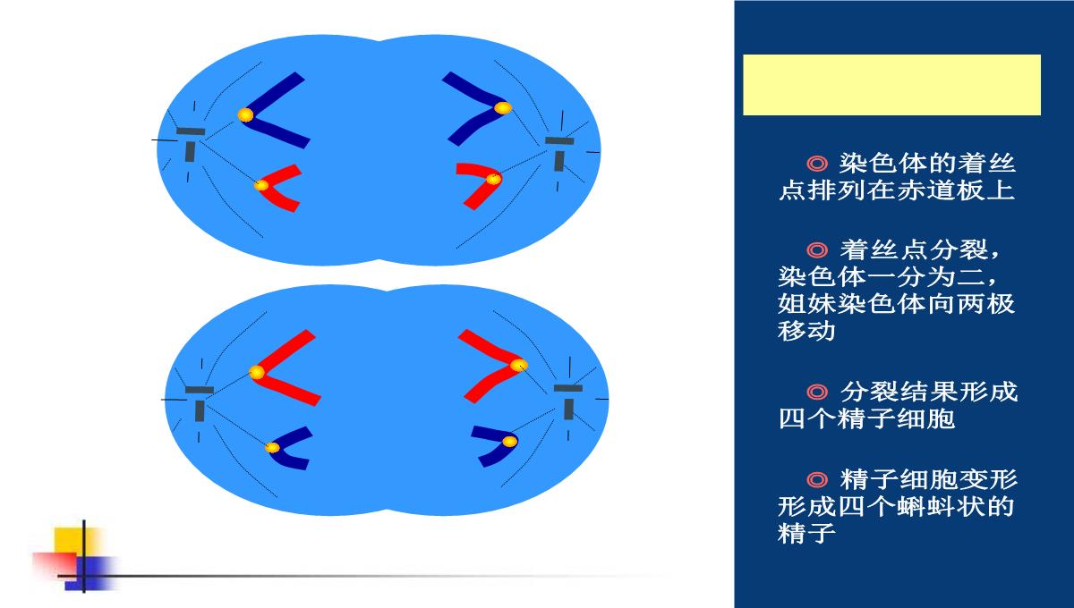 减数分裂和受精作用PPT模板_127