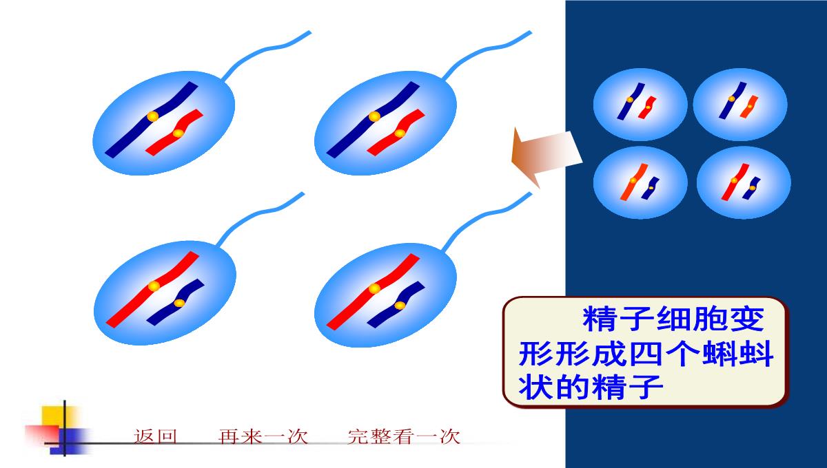 减数分裂和受精作用PPT模板_143