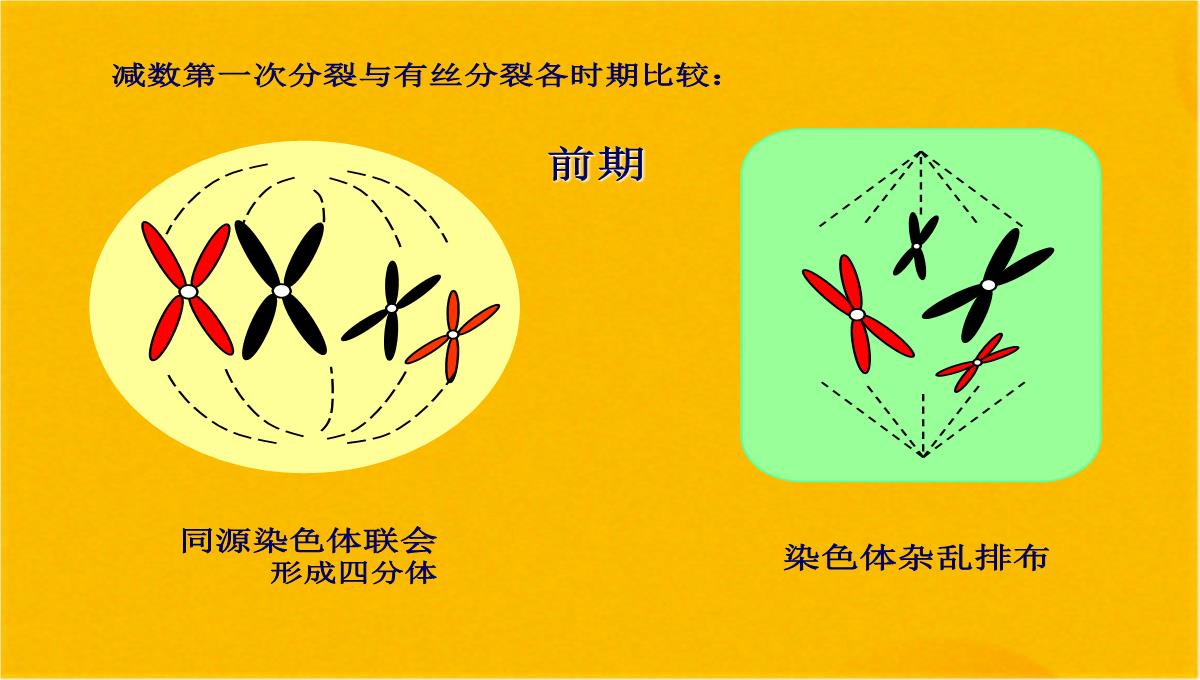 减数分裂和受精作用优质课件(共56张PPT)PPT模板_41