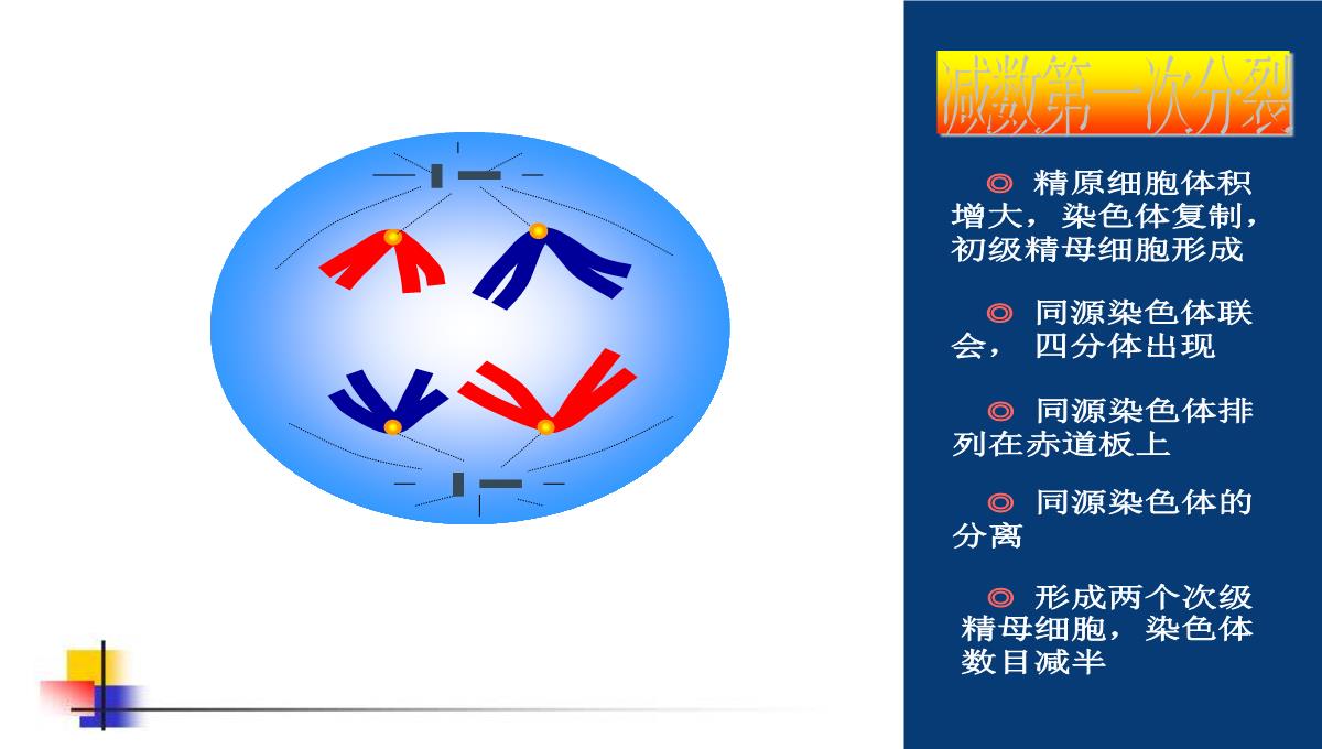 减数分裂和受精作用PPT模板_101