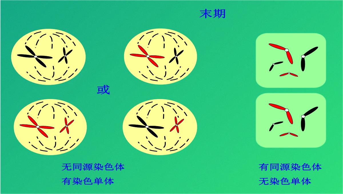 高减数分裂和受精作用(共69张PPT)PPT模板_32