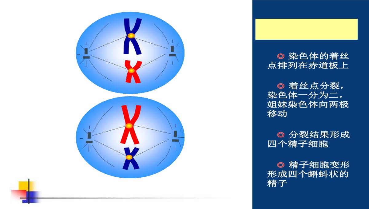 减数分裂和受精作用PPT模板_118