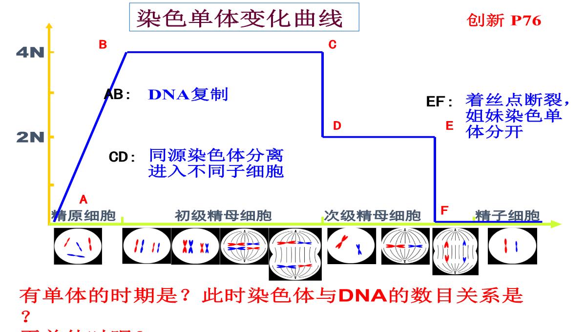 高三一轮复习生物课件：第11讲减数分裂和受精作用PPT模板_23