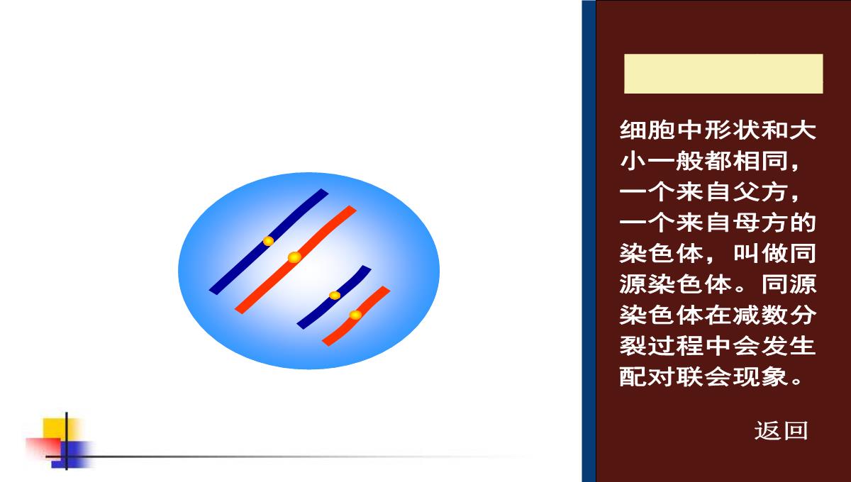 减数分裂和受精作用PPT模板_184