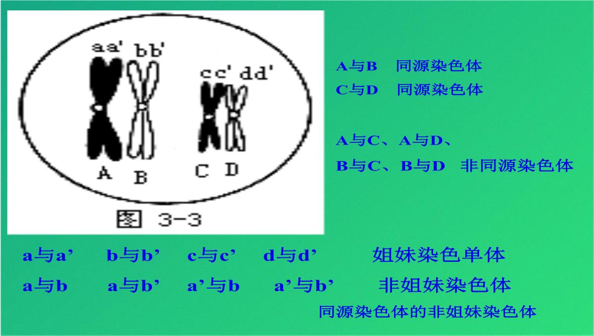 高减数分裂和受精作用(共69张PPT)PPT模板_24