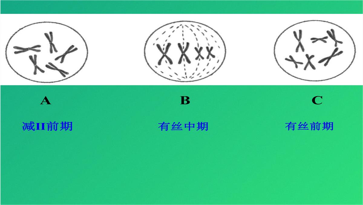 高减数分裂和受精作用(共69张PPT)PPT模板_54