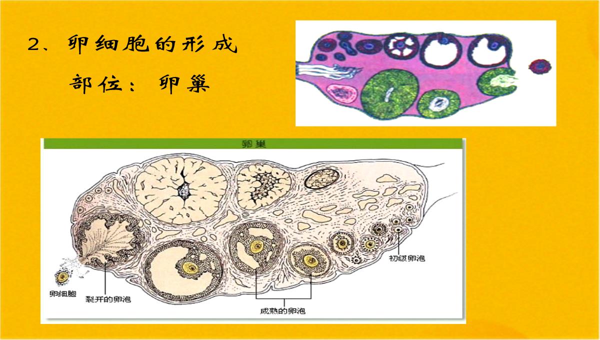 减数分裂和受精作用优质课件(共56张PPT)PPT模板_28