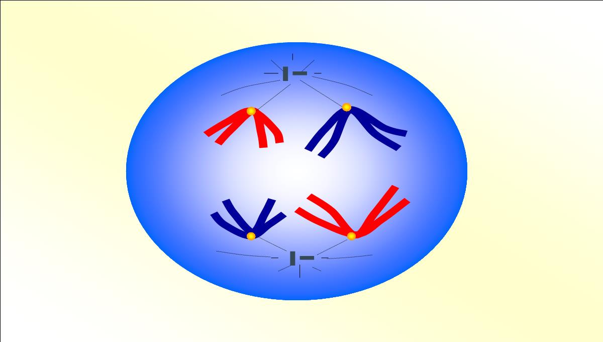 减数分裂和受精作用PPT模板_39