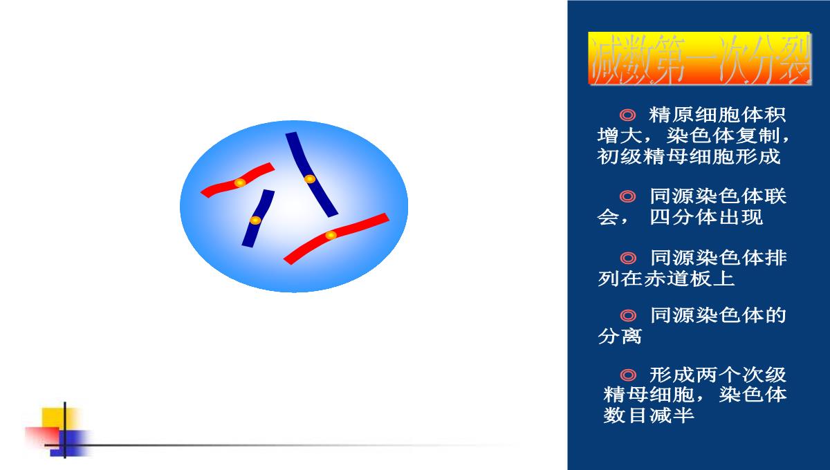 减数分裂和受精作用PPT模板_74