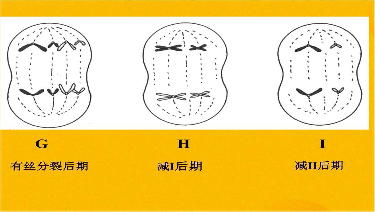 减数分裂和受精作用优质课件(共56张PPT)PPT模板_51