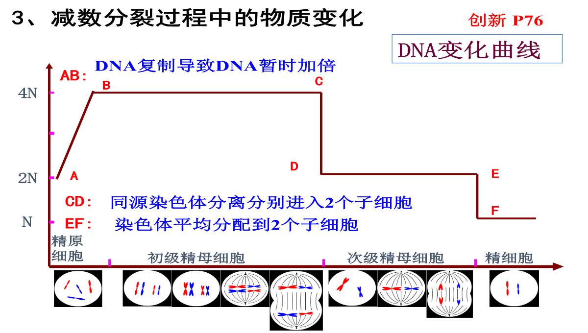 高三一轮复习生物课件：第11讲减数分裂和受精作用PPT模板_21